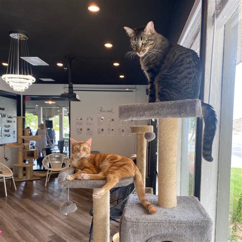 frisky business 2023|cat cafe palm springs.